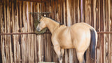 HAY CHIX® HAY RACK