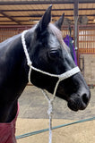 Mule Tape Halter w/ 10' Lead / Horse Size