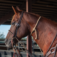 Rattler Rope Calf Roping Quick Tie Neck Rope