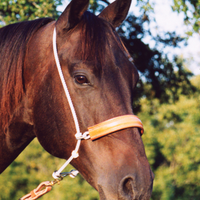 Martin Saddlery Leather Nose Headsetter Tiedown